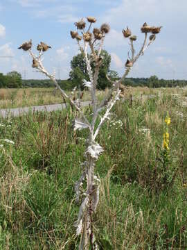 Image of Cotton Thistle