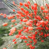 Image of Ephedra procera C. A. Mey.