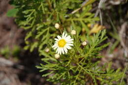 Image of Argyranthemum callichrysum subsp. gomerensis (Humphries) O. W. White