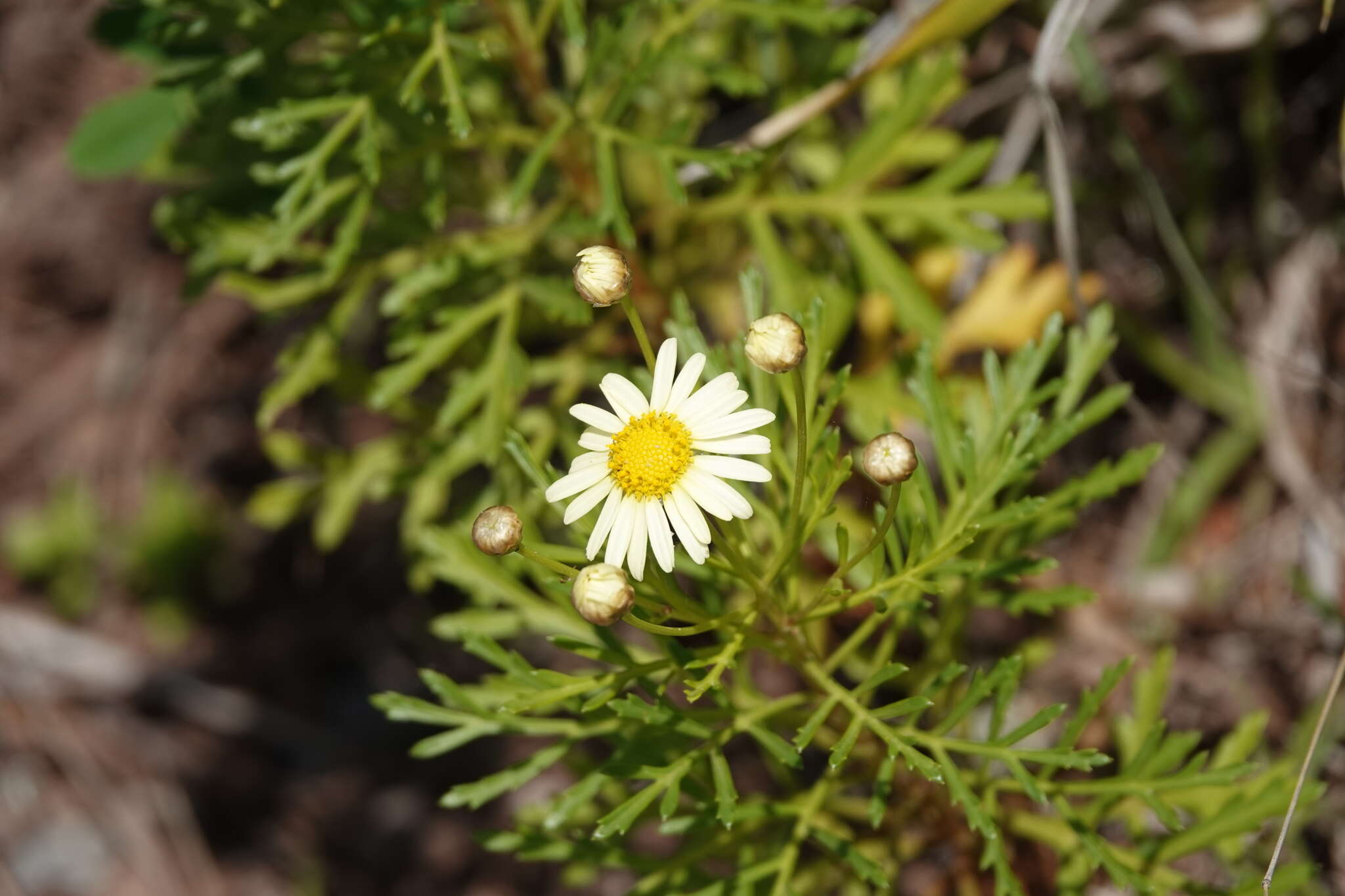 Image of Argyranthemum callichrysum subsp. gomerensis (Humphries) O. W. White