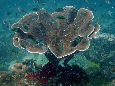 Image of Yellow scroll coral