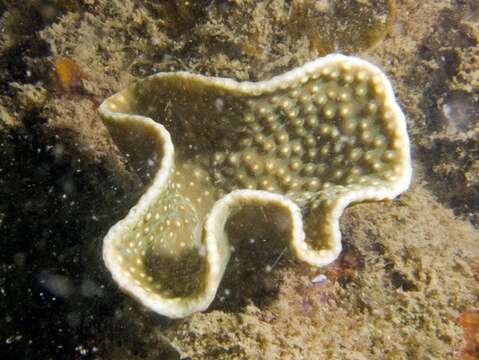 Image of Yellow scroll coral