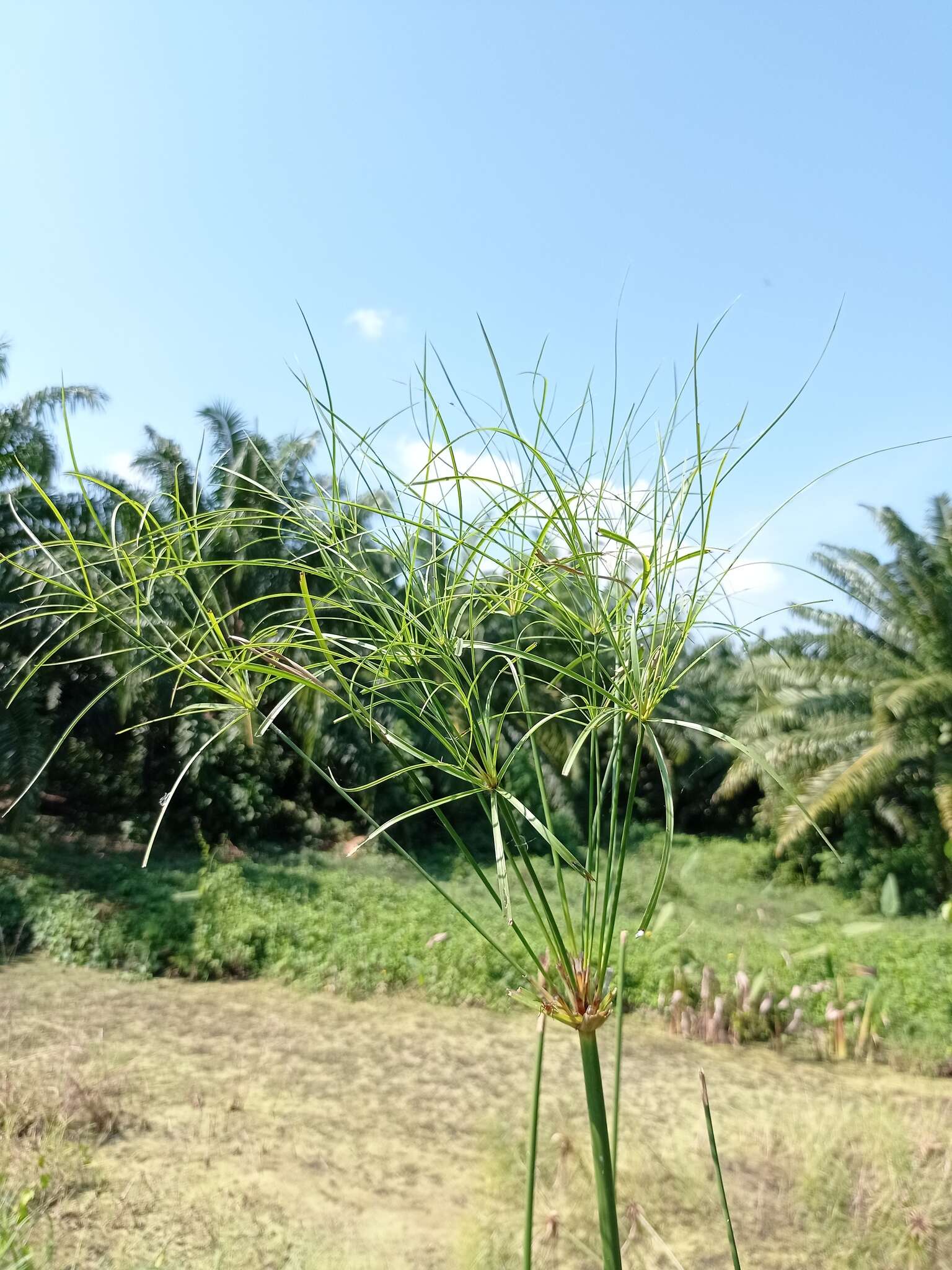 Cyperus giganteus Vahl的圖片