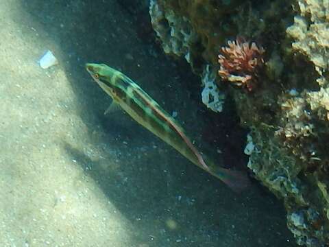 Image of Spot-tail wrasse