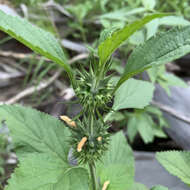 Image of Leonotis nepetifolia var. africana (P. Beauv.) J. K. Morton