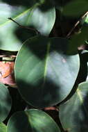 Image of spotted peperomia