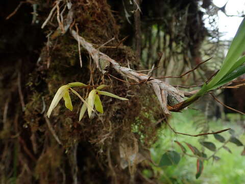 Image of Maxillaria acuminata Lindl.