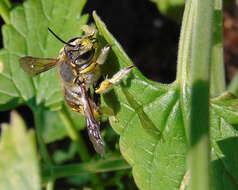 Image of wool-carder bee