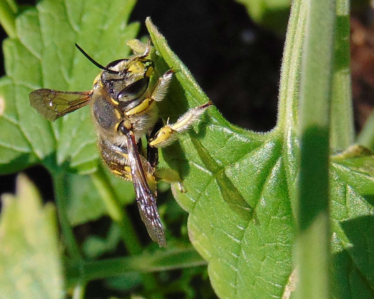 Image of wool-carder bee