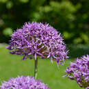 Allium atropurpureum Waldst. & Kit. resmi