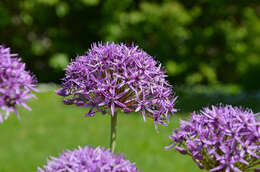 Image of Allium atropurpureum Waldst. & Kit.