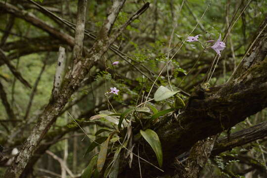 Image of pale laelia