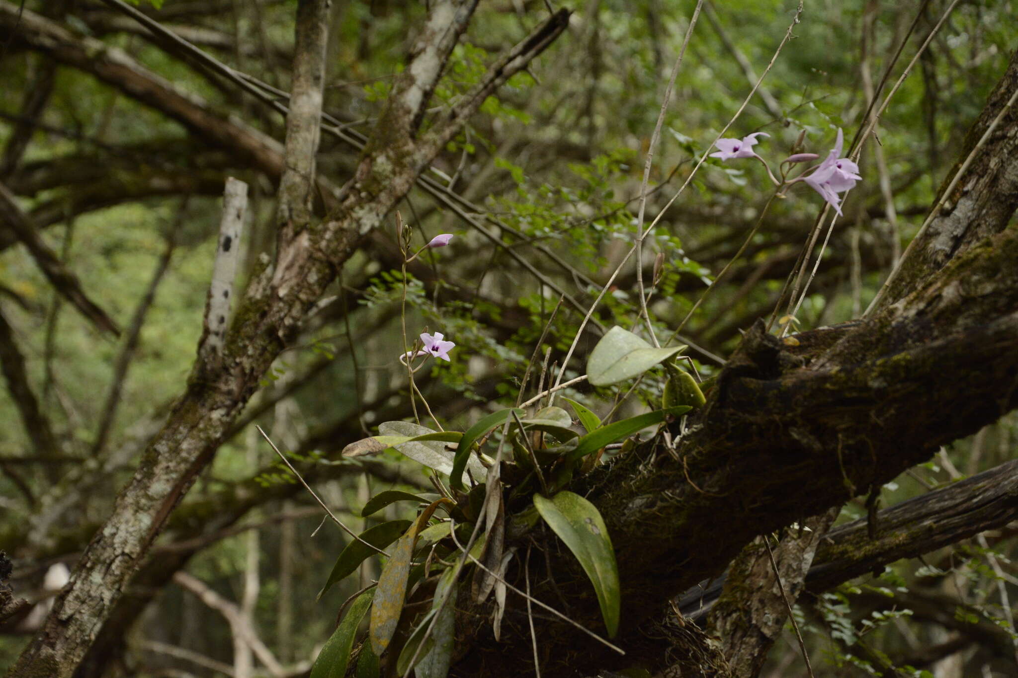 Plancia ëd Laelia rubescens Lindl.