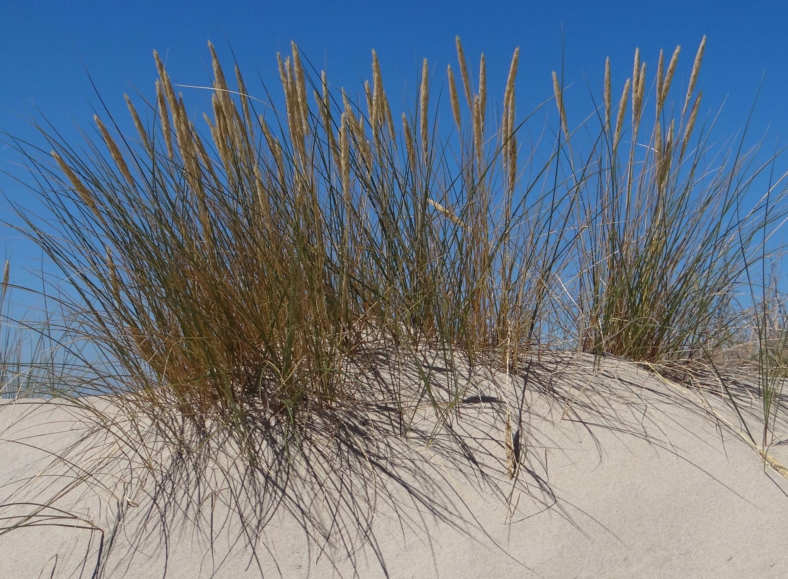 Image of European beachgrass