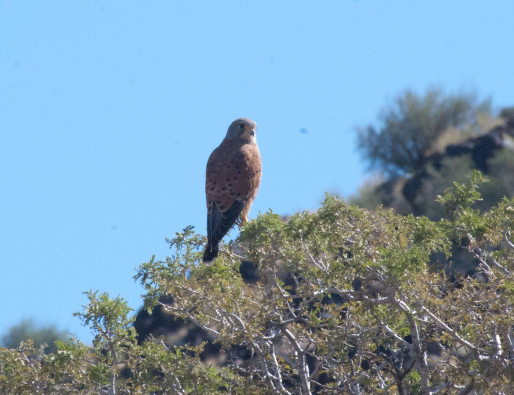 Plancia ëd Falco rupicolus Daudin 1800