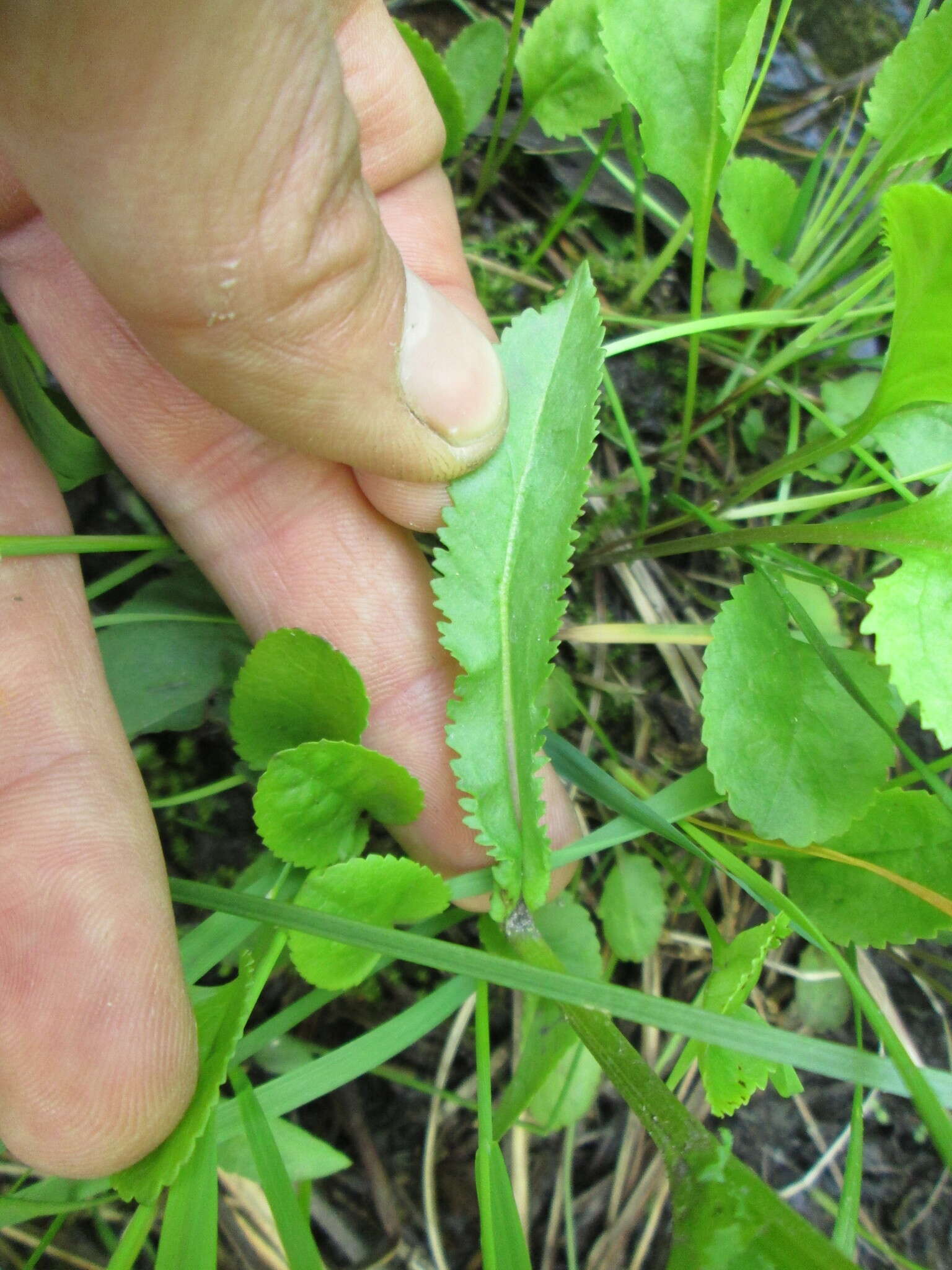 Image of falsegold groundsel