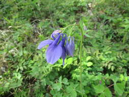 Aquilegia sibirica Lam. resmi