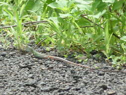 Image of Bocourt's Ameiva