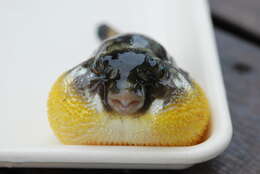 Image of Gangetic pufferfish