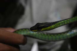 Image of Beautiful Bronzeback Tree Snake