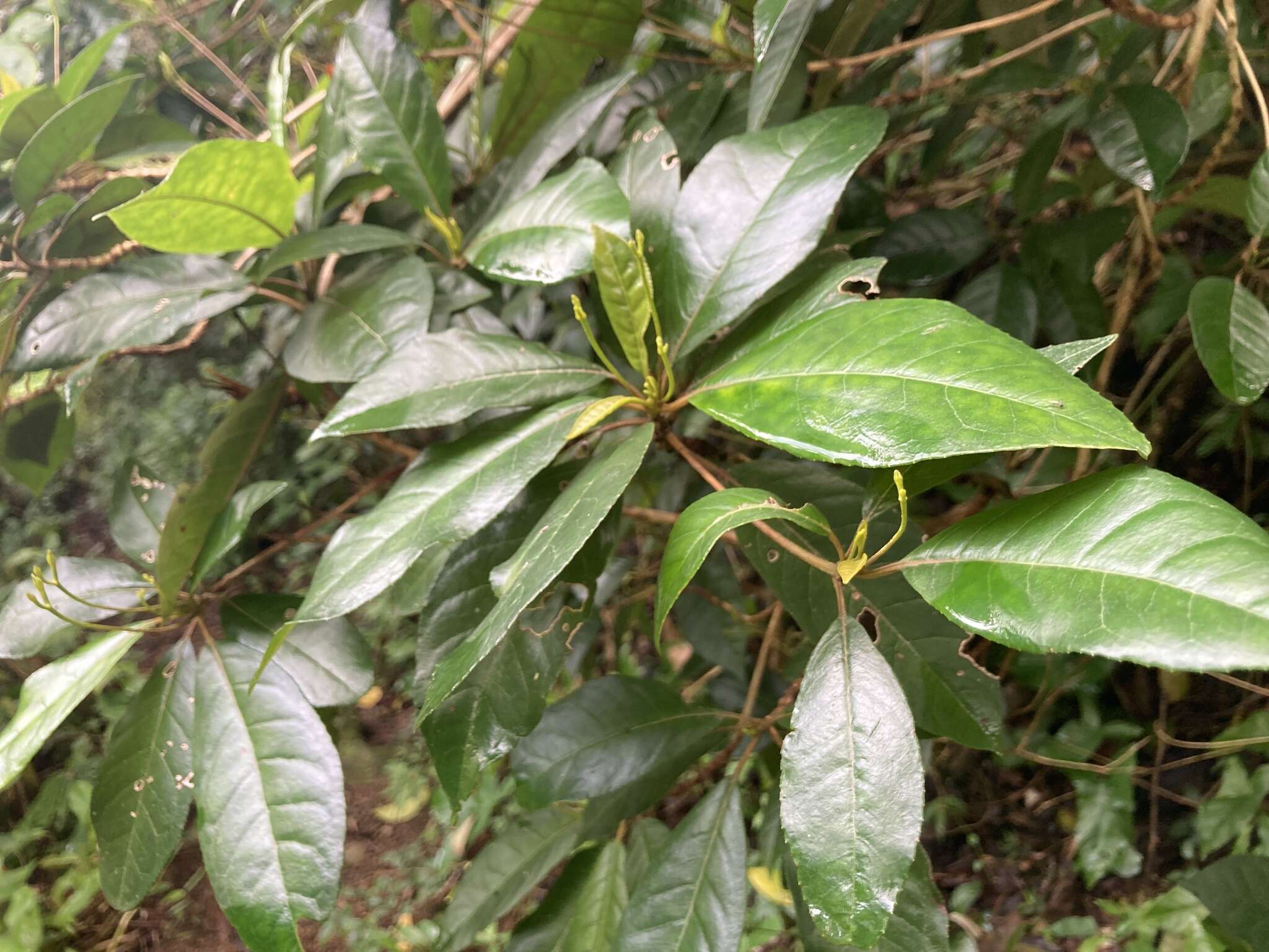 Sivun Gesneria pedunculosa (DC.) Fritsch kuva