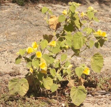 Imagem de Abutilon leucopetalum (F. Müll.) Benth.