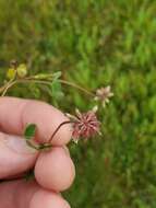 Image of Carolina clover