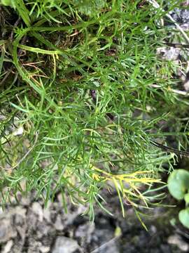 Achillea atrata L. resmi