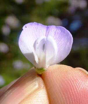 Plancia ëd Psoralea pinnata L.