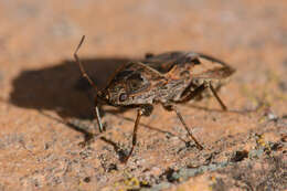 Image of Naphius apicalis (Dallas & W. S. 1852)