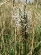 Image of Hoary Plantain