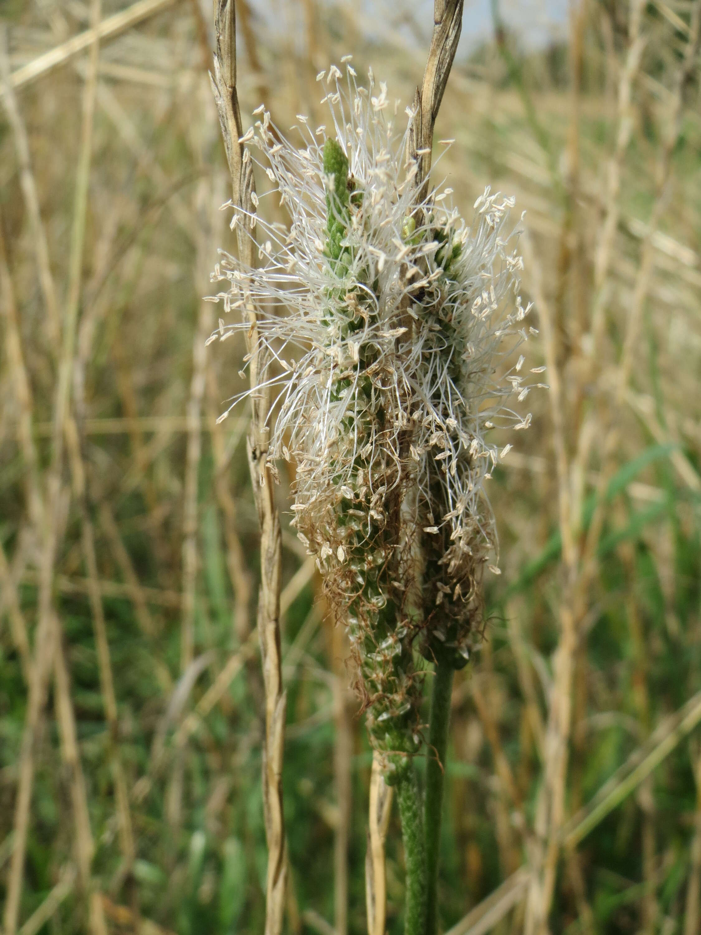 Image of Hoary Plantain