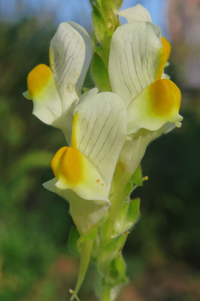 Image of Linaria hirta (L.) Moench