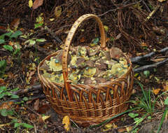 Image of Red-cracking Bolete