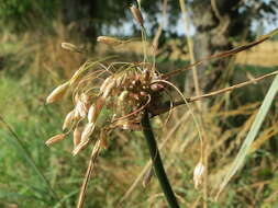 Image de Ail des jardins