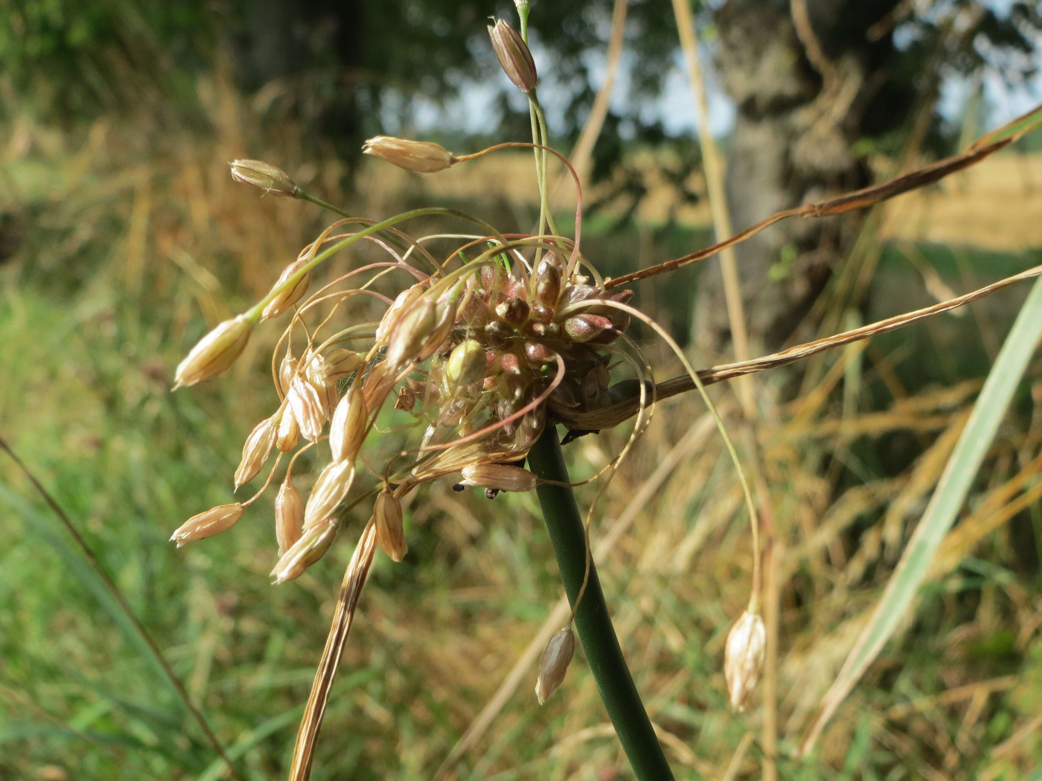 Image de Ail des jardins