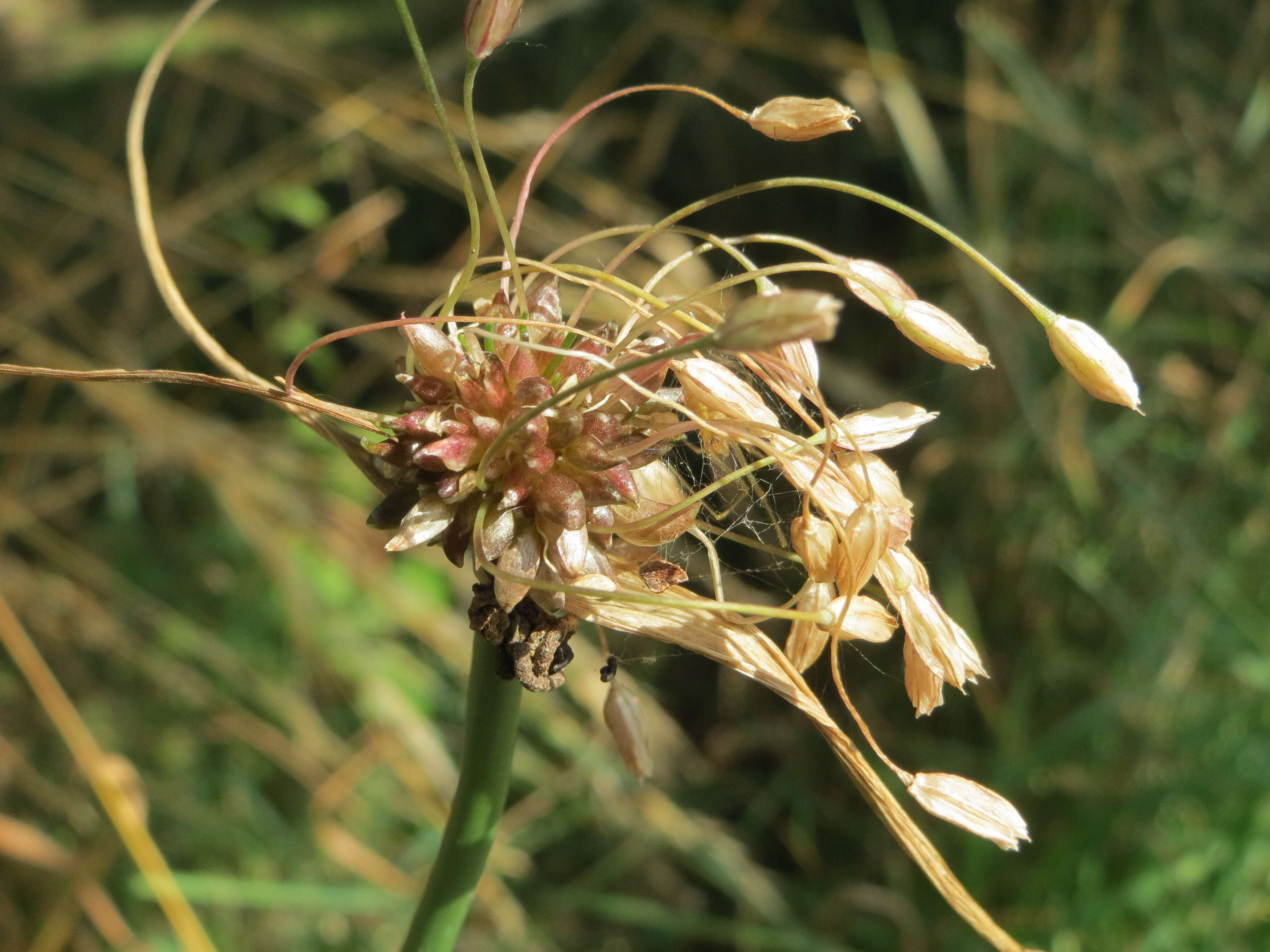 Image de Ail des jardins