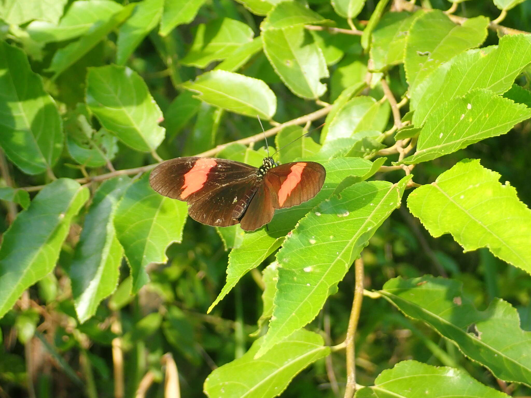 Image of Heliconius melpomene Linnaeus 1758