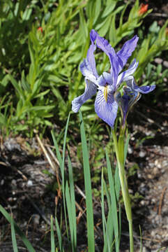 Image of Rocky Mountain iris