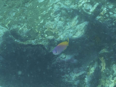 Image of Painted anthias