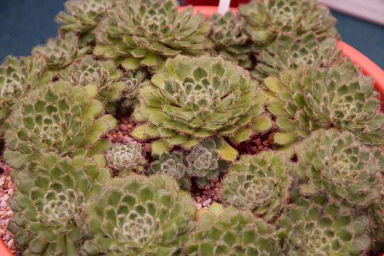 Image of Mexican Firecracker