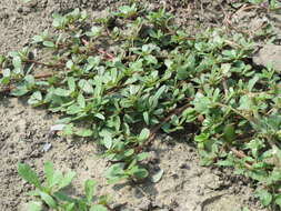 Image of common purslane