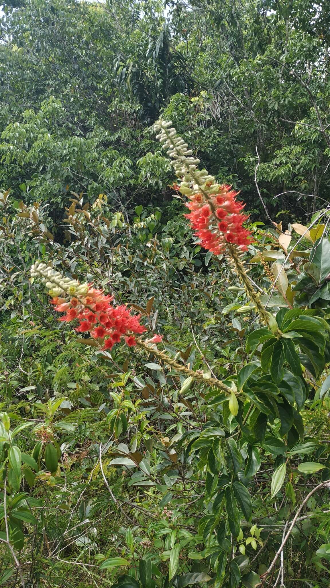 Image of Flame Vine