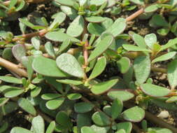 Image of common purslane