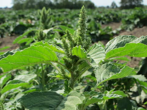 Image of redroot amaranth