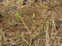 Image of Abutilon guineense (Schumach.) E. G. Baker & Exell