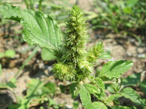 Image of redroot amaranth