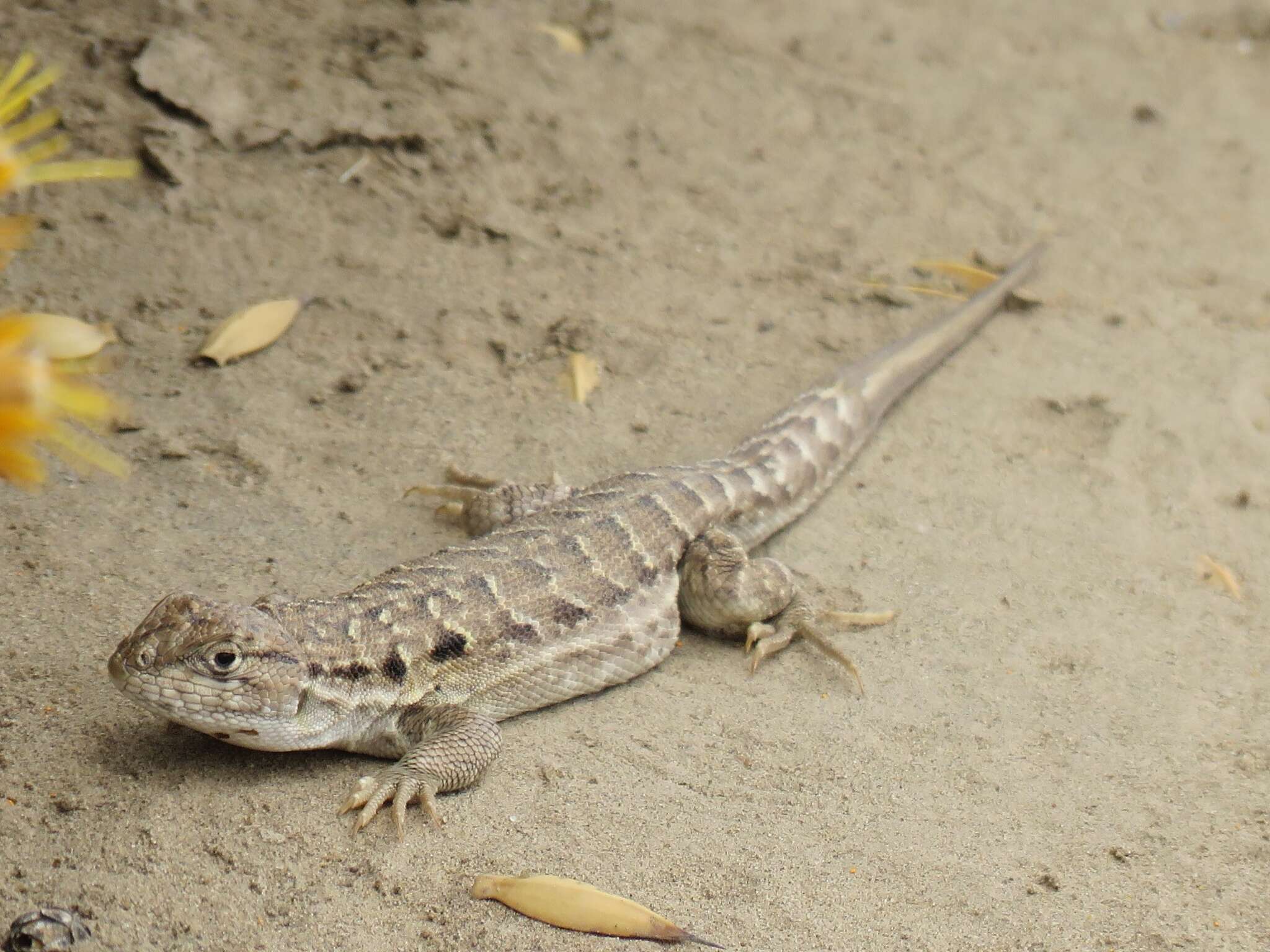 Liolaemus melanops Burmeister 1888 resmi