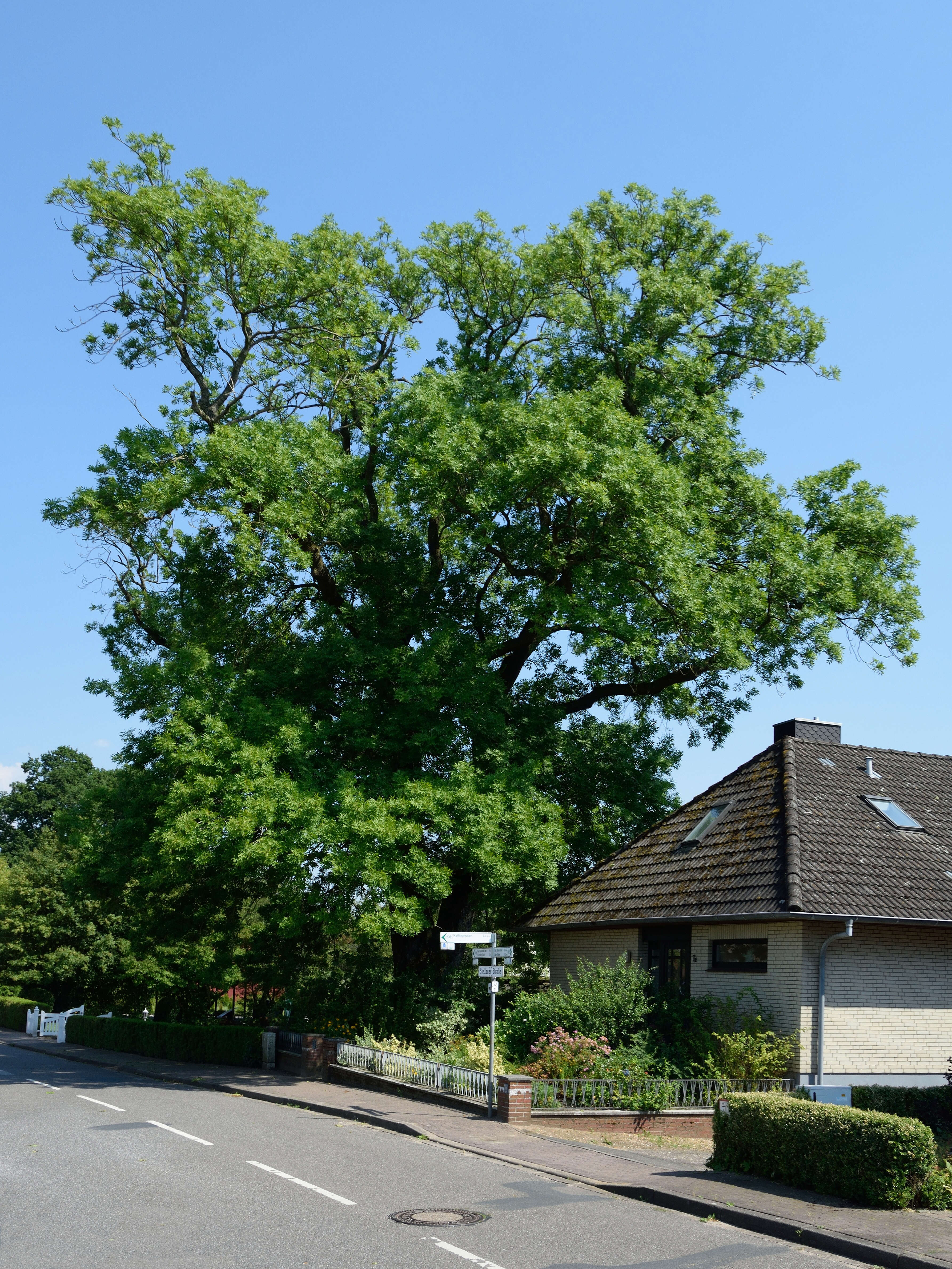 Image of European ash