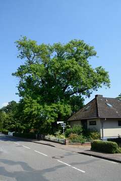 Image of European ash